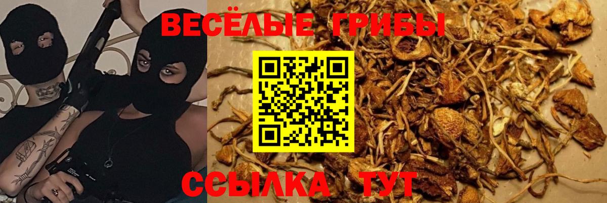 Галлюциногенные грибы Cubensis Балашиха